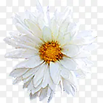 白色多层创意花朵