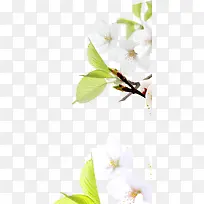 植物卡通白色花朵
