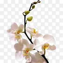 白色兰花花枝