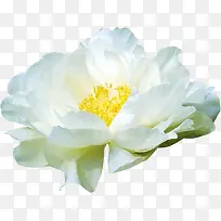 白色纯洁花朵植物分层