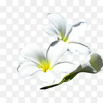 白色简约手绘花朵风光