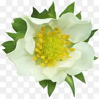 白色花朵黄色花蕊