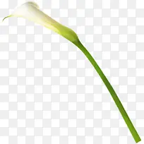 白色马蹄莲花朵植物