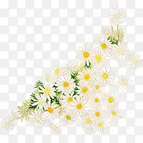白色菊花花朵装饰