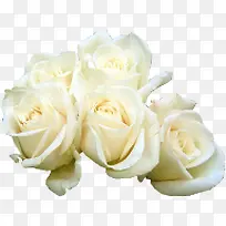 白色纯洁玫瑰花朵