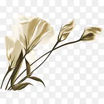 手绘精美白色花朵