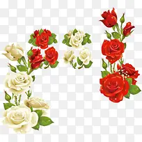 白色红色玫瑰花朵