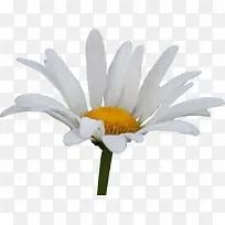 唯美清新白色花朵素材图