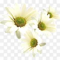 白色重阳纯净花朵