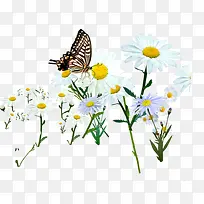 唯美白色花朵设计蝴蝶