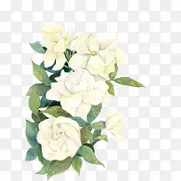 栀子花白色花朵装饰