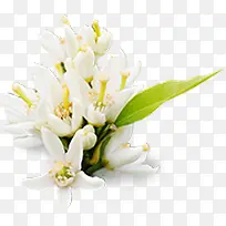 百合花白色花朵植物花朵
