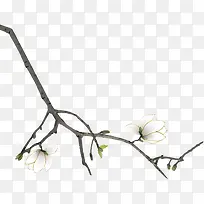树枝白色花朵花枝彩绘