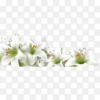 白色唯美百合花朵美景
