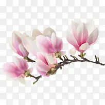 粉白色文艺春季花朵