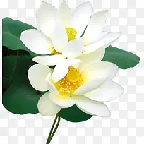 白色荷花花朵装饰