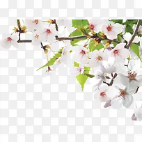 白色鲜花树枝风景花朵