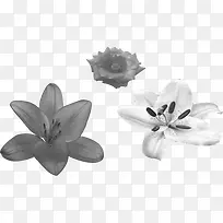黑白色文艺春季花朵