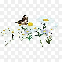 白色春天唯美花朵蝴蝶飞舞