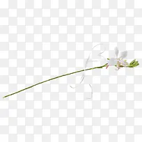 花朵白色花朵花枝