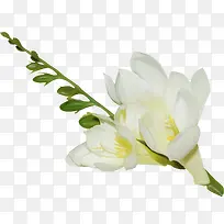 绿叶白色花朵图片