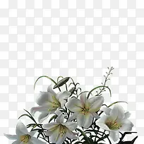 白色的花