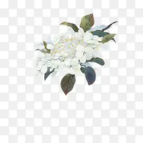 彩绘白色花朵花枝图片装饰