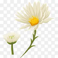 两点小白花