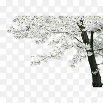 白色唯美花朵大树