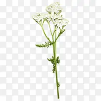 花朵白色花朵花枝图片