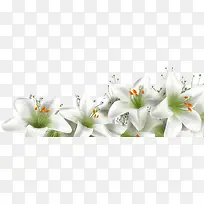 设计海报白色植物花朵卡通