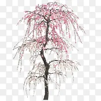 树枝粉色白色花朵