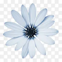 白色菊花植物花朵素材