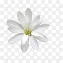 兰花花瓣