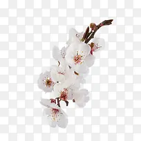 白色花朵树枝树叶