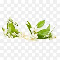 绿色植物白色花朵