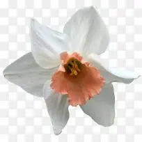 精美白色花朵图片