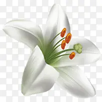 白色清新唯美花朵