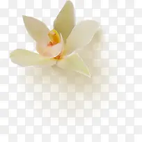 清新白色花朵古风