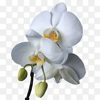 白色牡丹花植物花朵