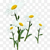 春季白色雏菊装饰花朵