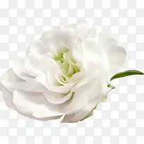白色花朵 装饰  花艺