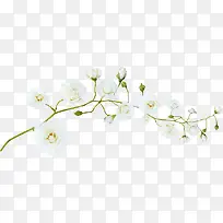 白色高清花朵树枝