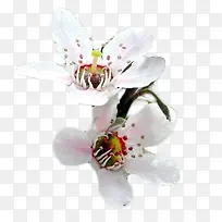 高清摄影白色的花朵