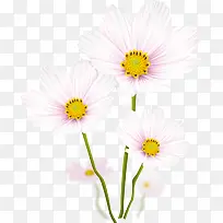 白色菊花彩绘花朵