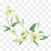 白色唯美清新纯洁花朵春天