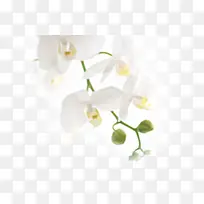 纯洁白色花朵