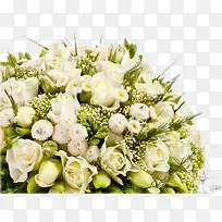 白色玫瑰花朵高清设计