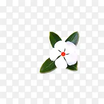 白页白色花朵