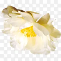 白色花瓣花朵实物